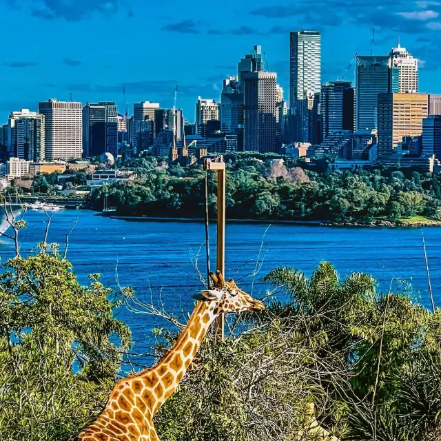 Taronga Zoo Sydney wildlife overlooking the stunning Sydney city landscape