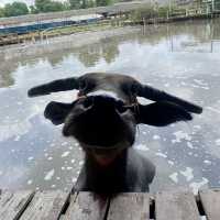 หมู่บ้านอนุรักษ์ควายไทย