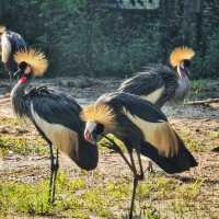 Taiping zoo