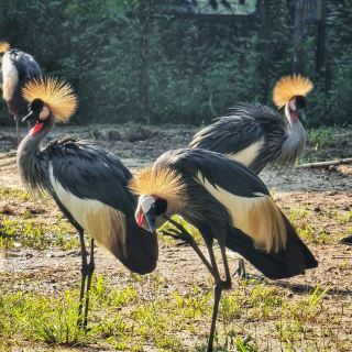 Taiping zoo