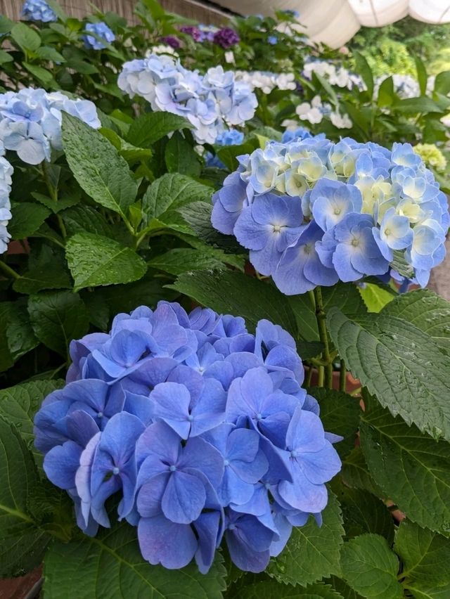 日本京都-賞花踏青的好去處：京都府立植物園