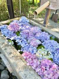 〜神奈川県〜紫陽花手水が綺麗すぎ✨神奈川最強のパワスポ！