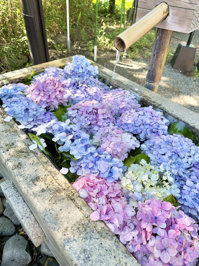 〜神奈川県〜紫陽花手水が綺麗すぎ✨神奈川最強のパワスポ！