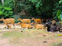 Zoo Melaka