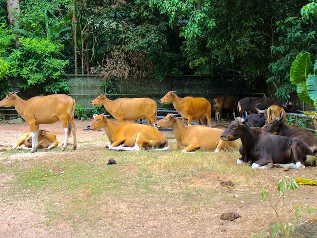 Zoo Melaka