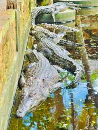 The first and largest crocodile farm in northern Sarawak🇲🇾