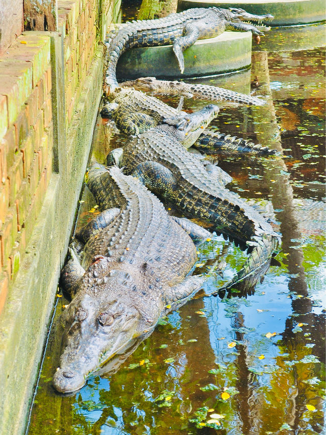 The first and largest crocodile farm in northern Sarawak🇲🇾