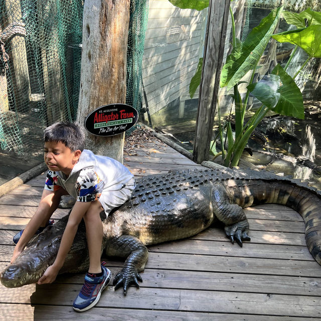 Alligator 🐊 Farm at St Augustine establish 1800