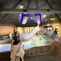 Alligator 🐊 Farm at St Augustine establish 1800