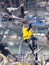 Free Visit to National Museum of Scotland 