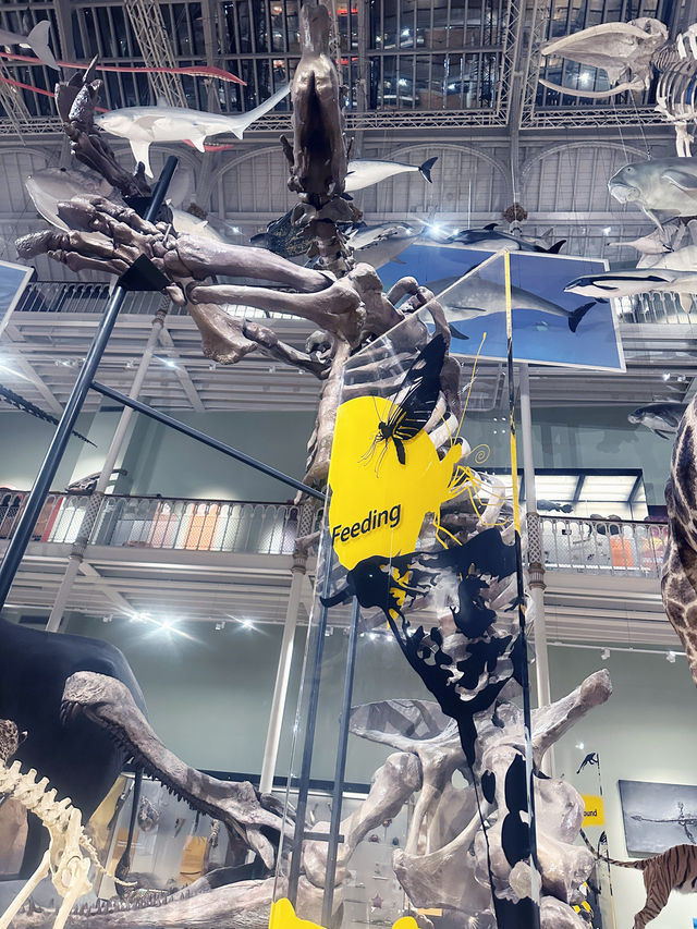 Free Visit to National Museum of Scotland 