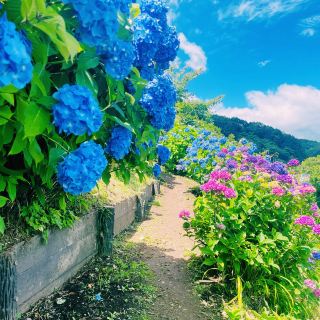 【長野縣/岡谷市　色彩鮮豔的繡球花盛開，眼前便是諏訪湖的絕景景點】