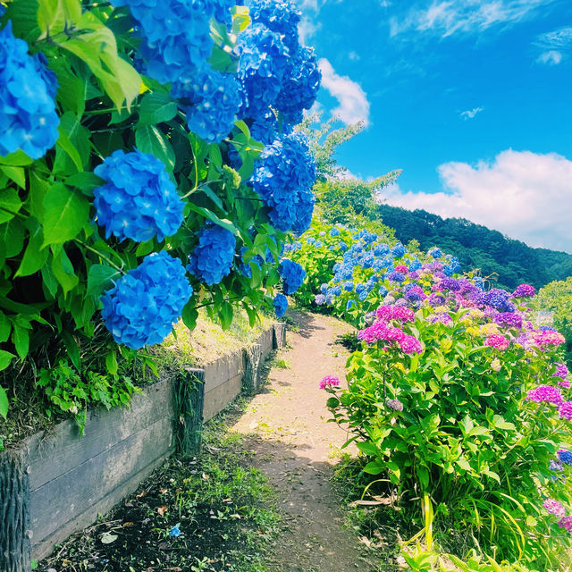 【長野県/岡谷市　色鮮やかな紫陽花が一面に広がる先には諏訪湖が見える絶景スポット✨】