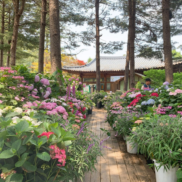 경기도의 여름을 느낄 수 있는 아침고요수목원