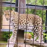 【北海道/旭川　動物達の行動を間近で見られる工夫を凝らした動物園】