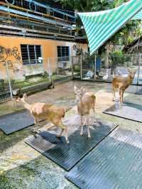 Feeding Cute Animals at BSL Ecofarm