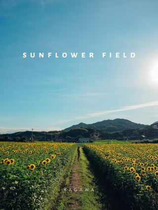 【香川】百萬株向日葵花海，田園風光無限好！