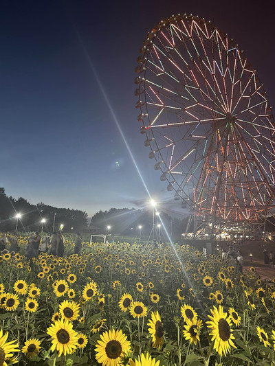 東京都〜ライトアップも楽しめるひまわり畑🌻 | Trip.com 東京