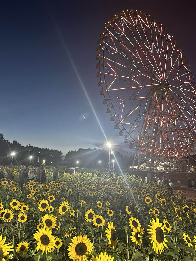 〜東京都〜ライトアップも楽しめるひまわり畑🌻