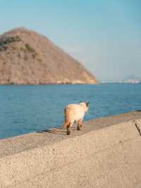 【香川】瀬戸内海に浮かぶ猫島！島猫と絶景に癒される1日！