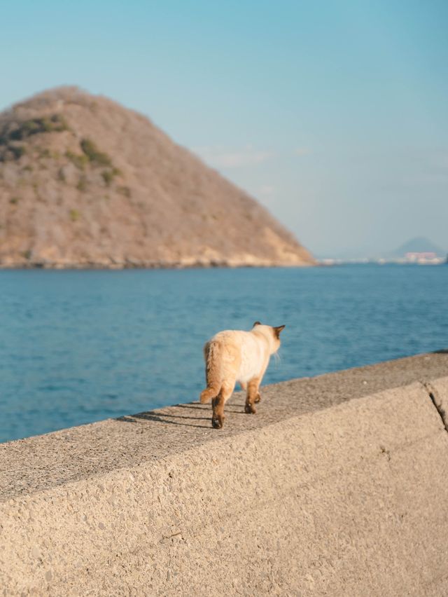 【香川】瀬戸内海に浮かぶ猫島！島猫と絶景に癒される1日！