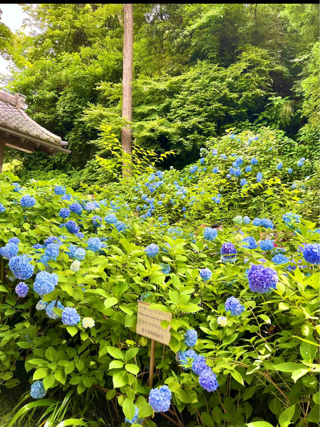 〜神奈川〜 悟りが開ける明月院　悟りの窓