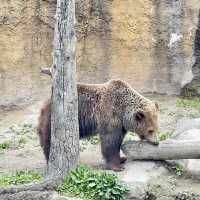 平川動物園-温泉、美景、可愛的動物，三者兼得
