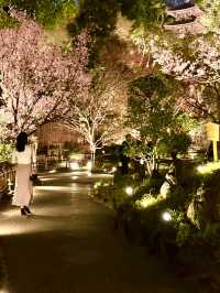 〜東京都〜行って欲しい！光のアート桜小路🌸