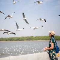 นกนางนวลบางปู