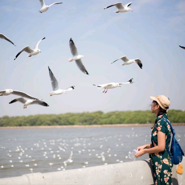 นกนางนวลบางปู