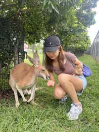 【澳洲墨爾本】 冇得抱樹熊的龍柏動物園還值得去嗎？