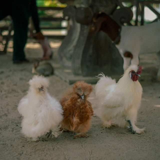 Thavorn Palm Beach's Petting Zoo