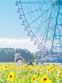 〜東京都〜ライトアップも楽しめるひまわり畑🌻