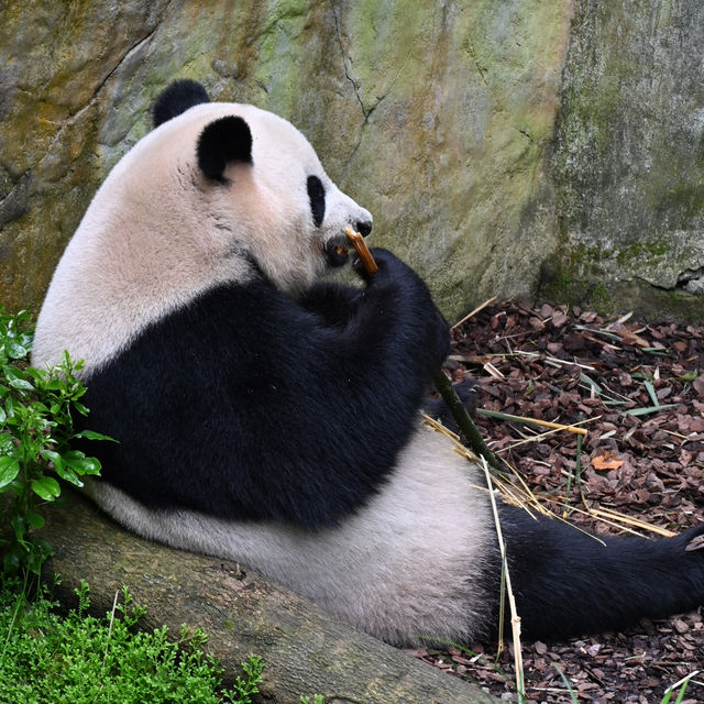 Panda Valley, Dujiangyan: An Enchanting Encounter with Black and White Giants