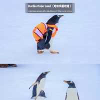 🐧Harbin Polar land 哈爾濱極地公園·極地館 