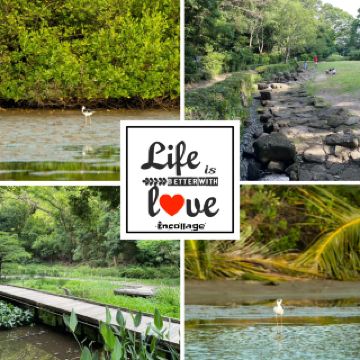 "아기히키 습지: 자연의 고요함과 아름다움"