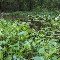 Houston Arboretum & Nature Center: A Natural Haven