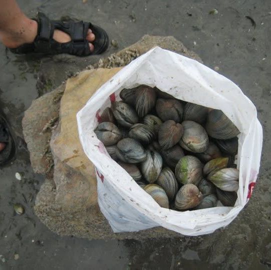 "Motueka Beach: A Tranquil Coastal Retreat on New Zealand’s South Island"