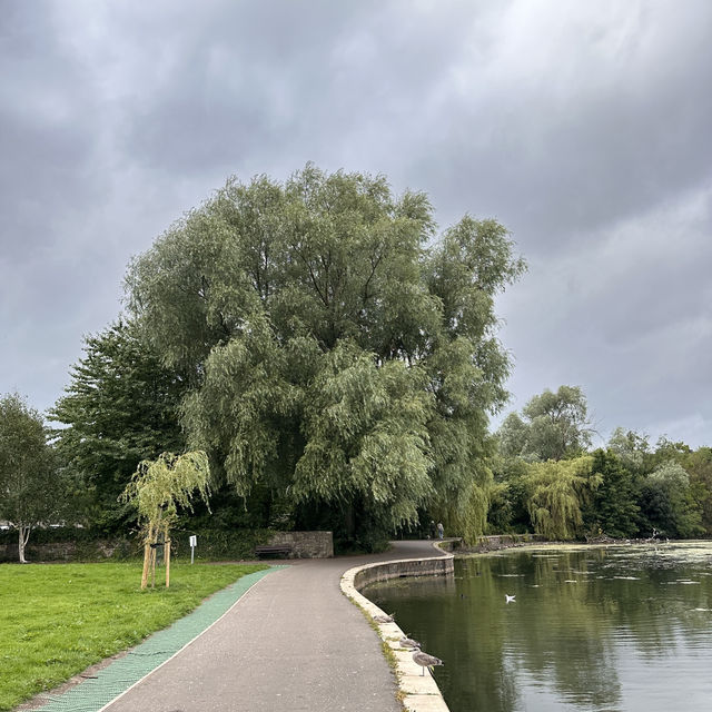 Linlithgow ให้อาหารห่านและนกนางนวล