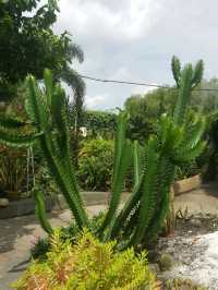 SECRET GARDEN ON A ROOFTOP 
