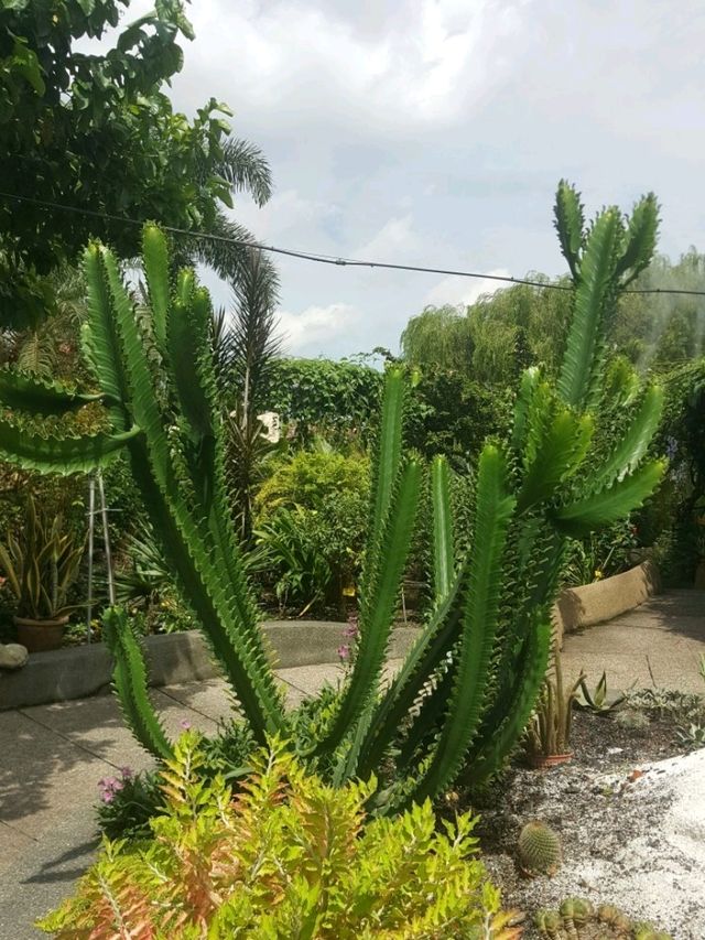SECRET GARDEN ON A ROOFTOP 