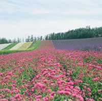 Hokkaido 3D2N - Lavender, Lavender, and Flower