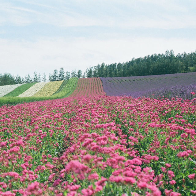 Hokkaido 3D2N - Lavender, Lavender, and Flower