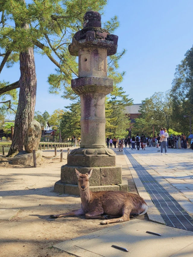 【世界最古の木造建築🏗️東大寺✨】