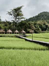 Tree House Café - ບ້ານກາເຟ ຕົ້ນໄມ້ | LUANG PRABANG 