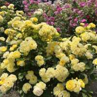 【大分】季節のお花が楽しめるスポット