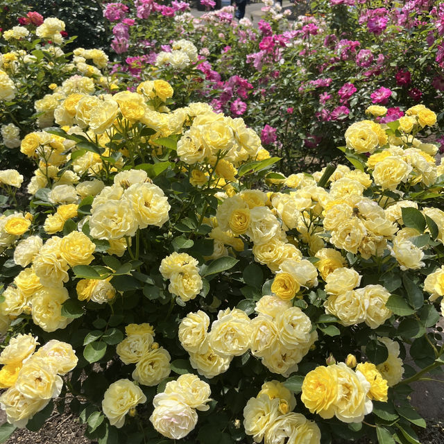 【大分】季節のお花が楽しめるスポット