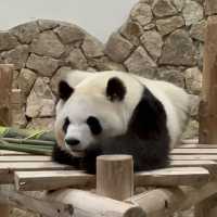 萌動時光｜在白濱冒險大世界邂逅熊貓與海豚的奇妙旅程