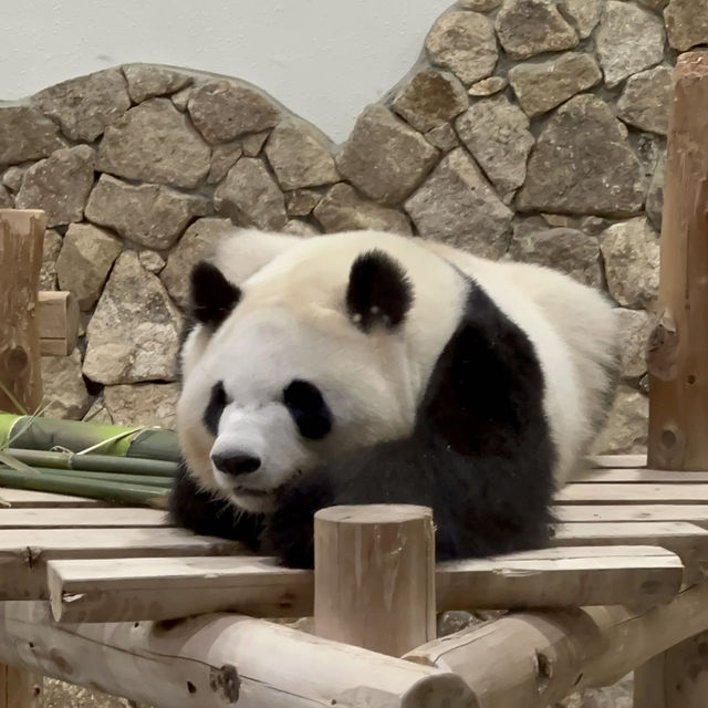 萌動時光｜在白濱冒險大世界邂逅熊貓與海豚的奇妙旅程