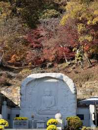양평 터줏대감 1100살 된 은행나무💛